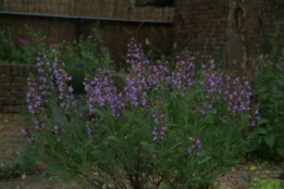 Salvia officinalisEchte salie bestellen